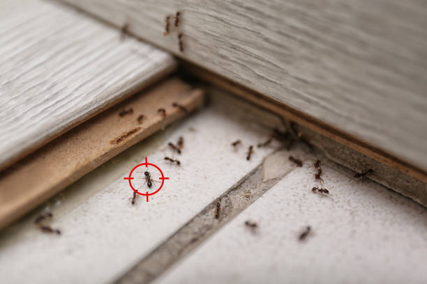 Best Best Pest Control Companies  in White City, OR