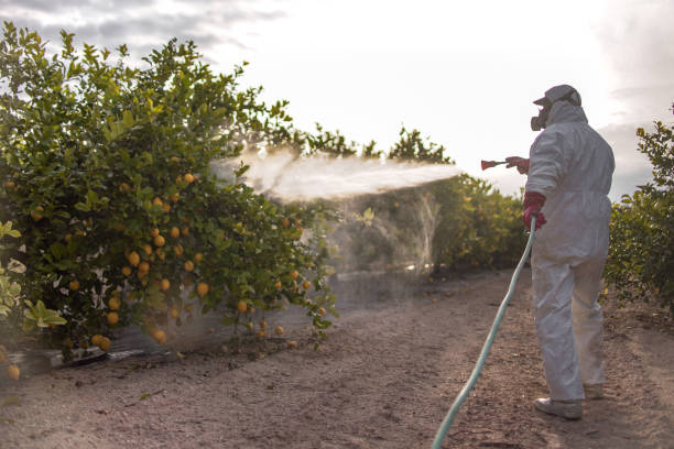 Best Emergency Pest Control  in White City, OR