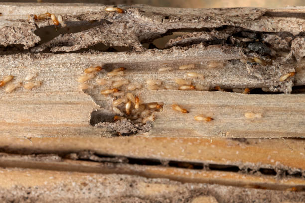 Best Termite Control Services  in White City, OR
