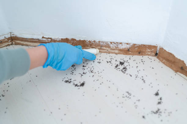 Best Pest Removal Services  in White City, OR